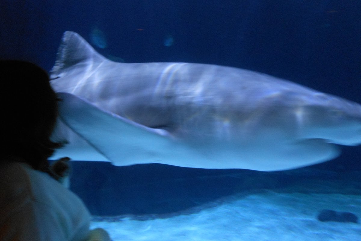 Point Defiance Zoo & Aquarium - Gallery Image 3